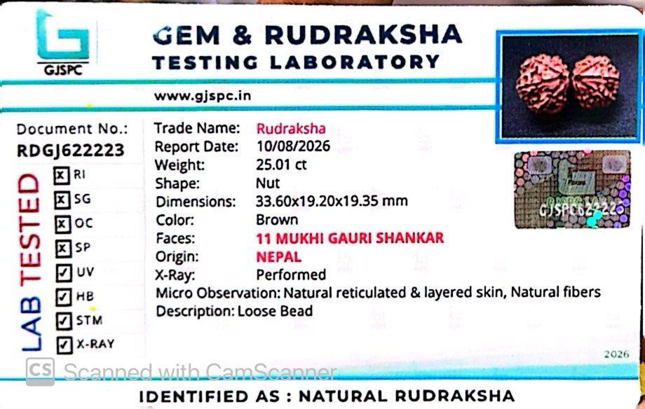 Nepali 11 Mukhi Gauri Shankar Rudraksha