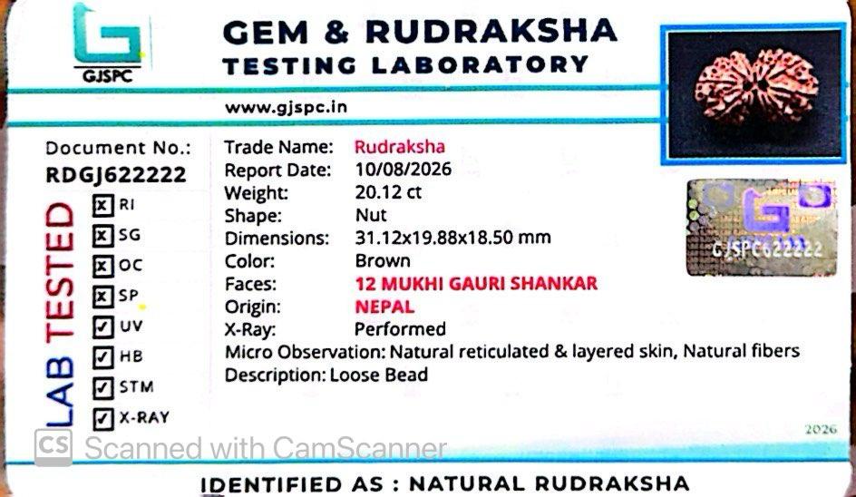 Nepali 12 Mukhi Gauri Shankar Rudraksha