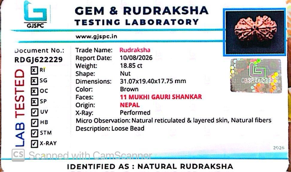 Nepali 11 Mukhi Gauri Shankar Rudraksha