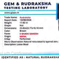 Nepali 5 Mukhi Ganesh Rudraksha