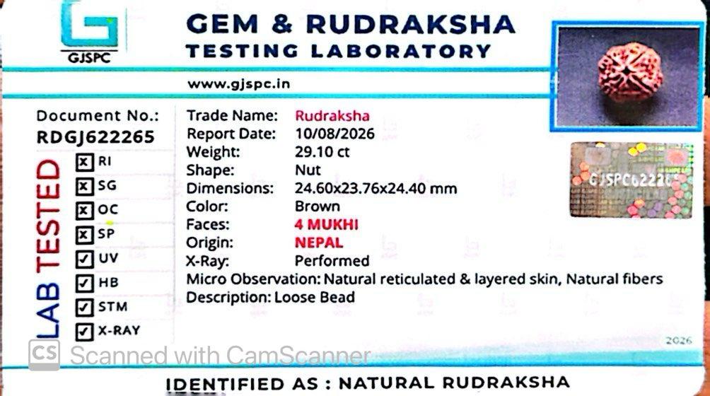 Nepali 4 Mukhi Rudraksha