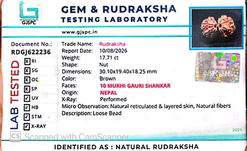 Nepali 10 Mukhi Gauri Shankar Rudraksha