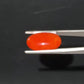 Red Natural Japanese Coral 7.25 CT – Certified Gemstone