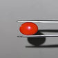 Red Natural Japanese Coral 5.60 CT – Certified Gemstone