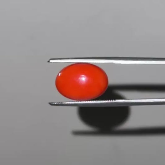 Red Natural Japanese Coral 5.60 CT – Certified Gemstone