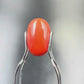 Natural Red Coral (Moonga) – Italy Origin – Certified & Untreated Gemstone for Mars Energy 3.99 CT