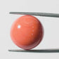 Red Coral Japanese – Natural Moonga for Strength 10.89 CT