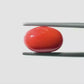 Natural Red Coral (Moonga) – Italy Origin – Certified & Untreated Gemstone for Mars Energy 6.08 CT