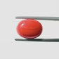 Natural Red Coral (Moonga) – Italy Origin – Certified & Untreated Gemstone for Mars Energy 6.83 CT