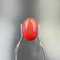 Natural Red Coral (Moonga) – Italy Origin – Certified & Untreated Gemstone for Mars Energy 3.94 CT