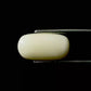 Natural White Coral Gemstone – The Gem of Strength, Vitality & Protection 7.56 CT