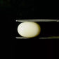 Natural White Coral Gemstone – The Gem of Strength, Vitality & Protection 5.80 CT