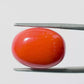 Natural Coral Gemstone – The Gem of Strength, Vitality & Protection 11.54 CT