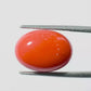 Natural Coral Gemstone – The Gem of Strength, Vitality & Protection 11.29 CT