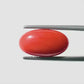 Natural Red Coral (Moonga) – Italy Origin – Certified & Untreated Gemstone for Mars Energy 7.76 CT