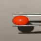 Red Natural Japanese Coral 8.17 CT – Certified Gemstone