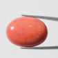 Red Coral Japanese – Natural Moonga for Strength 21.39 CT