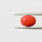 Natural Coral Gemstone – The Gem of Strength, Vitality & Protection 3.47 CT