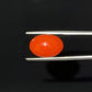 Red Natural Japanese Coral 6.12 Ct – Certified Gemstone
