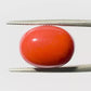 Natural Coral Gemstone – The Gem of Strength, Vitality & Protection 10.69 CT