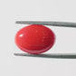 Red Coral Japanese – Natural Moonga for Strength 5.54 CT