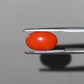 Red Natural Japanese Coral 4.57  CT – Certified Gemstone