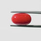 Natural Red Coral (Moonga) – Italy Origin – Certified & Untreated Gemstone for Mars Energy 6.37 CT