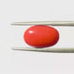 Natural Coral Gemstone – The Gem of Strength, Vitality & Protection 4.13 CT